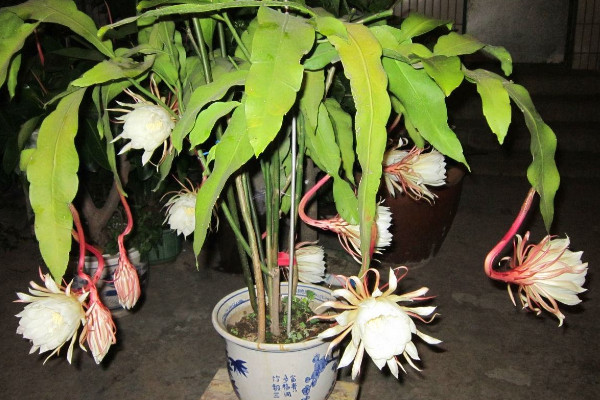 家裏養曇花吉利嗎,放在朝南的陽台上寓意好