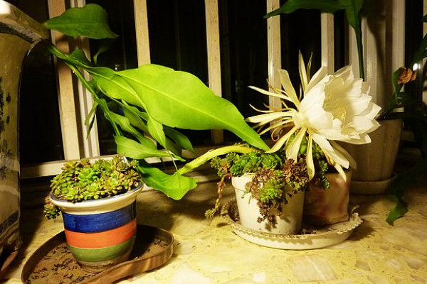 家裏養曇花吉利嗎,放在朝南的陽台上寓意好