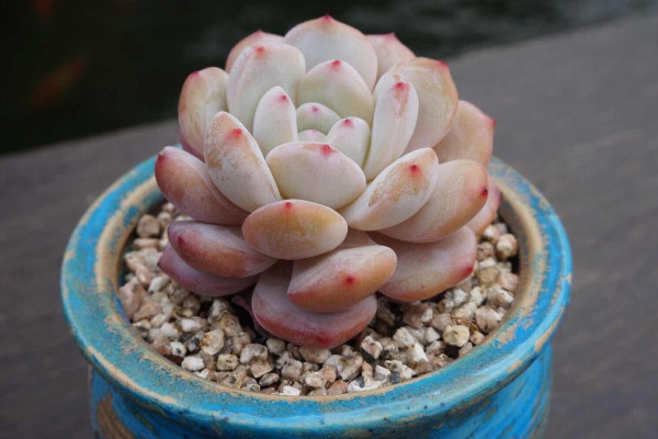 哪些植物不能用椰糠,部分多肉/大型綠植/生長過快植物