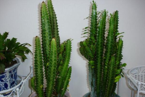 龍骨花的養殖方法,選擇疏鬆肥沃的沙質土進行養護