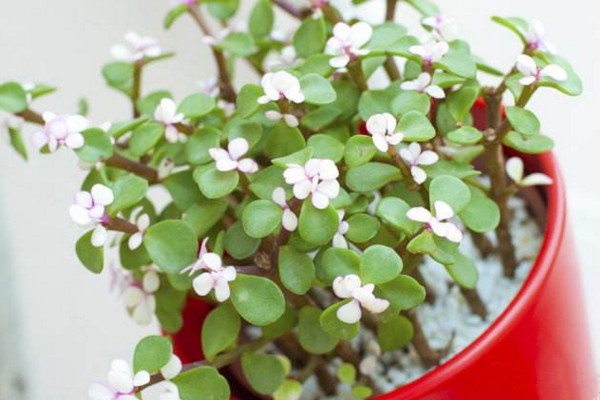 馬齒莧樹怎麼養才開花,保證光照、養分充足