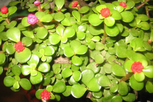 馬齒莧樹怎麼養才開花,保證光照、養分充足