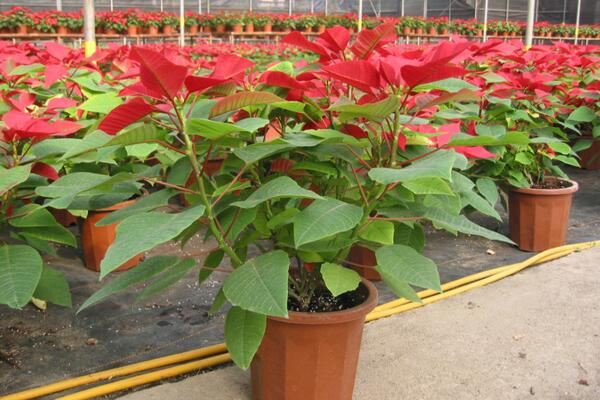 一品紅掉葉子怎麼辦,控製光照並停止澆水