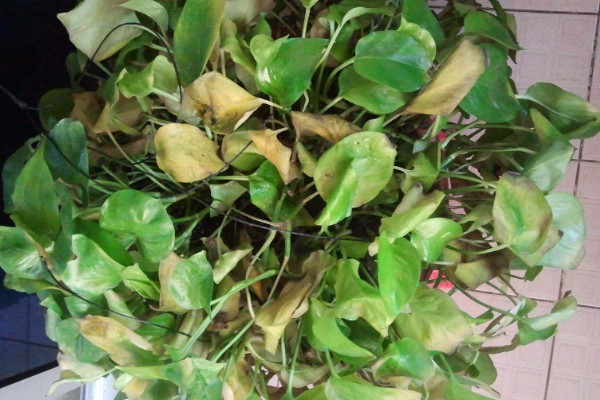 綠蘿蔫了怎麼辦,減少水分和光照(保證通風稀釋肥害)