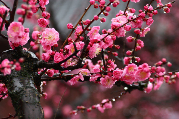 二月什麼花開,梅花/臘梅花/迎春花/玉蘭花/山茶花等