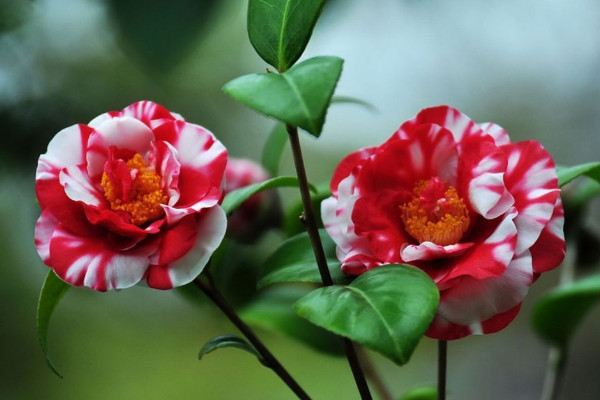 二月什麼花開,梅花/臘梅花/迎春花/玉蘭花/山茶花等