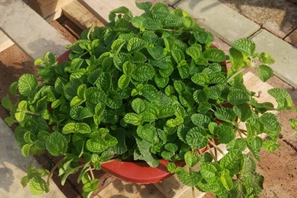 吸毒草有毒嗎,沒有毒性可以放心養護