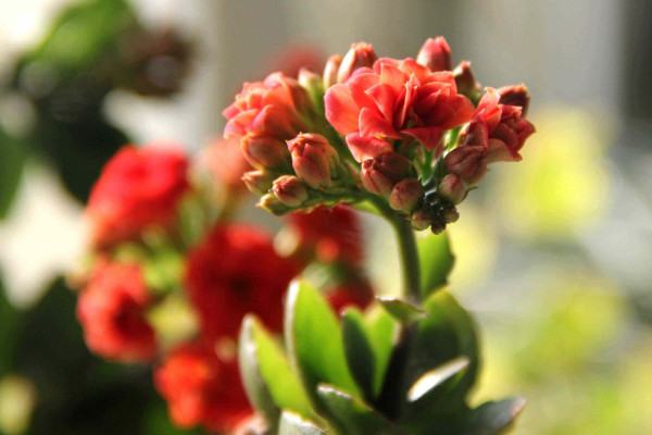長壽花怎麼促使長花苞,控水追肥/增光修剪