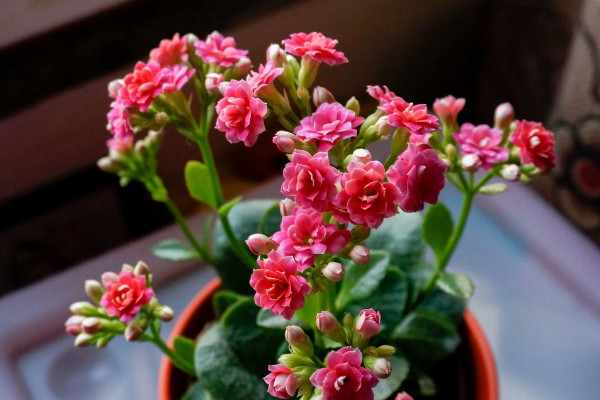 長壽花怎麼促使長花苞,控水追肥/增光修剪