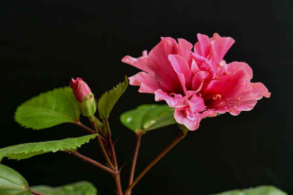 扶桑花的寓意是什麼,服喪盡孝/新鮮的戀情等
