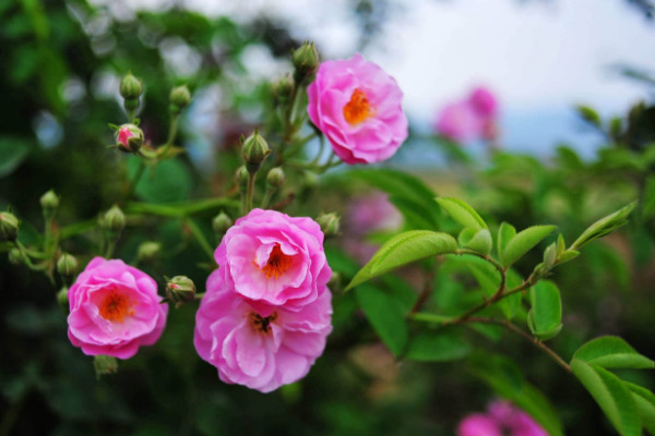 薔薇種植方法及時間,一年四季任意時段都可栽培