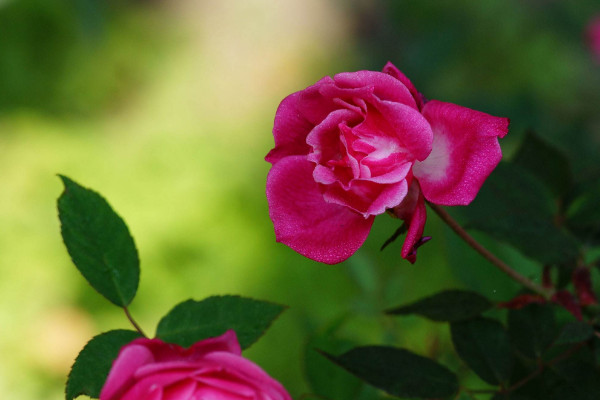 薔薇種植方法及時間,一年四季任意時段都可栽培