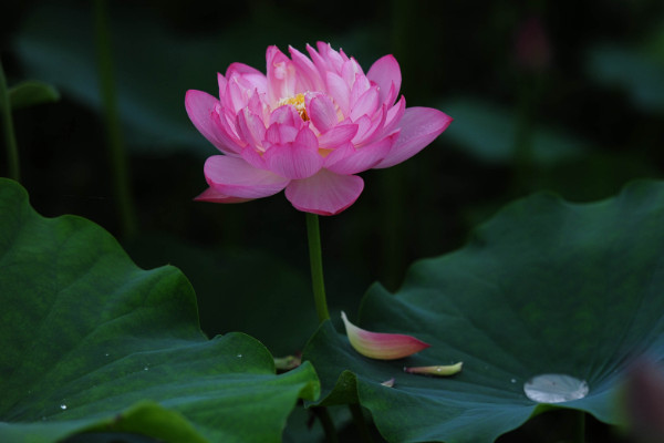 芙蓉是荷花嗎,隻有水芙蓉才是荷花