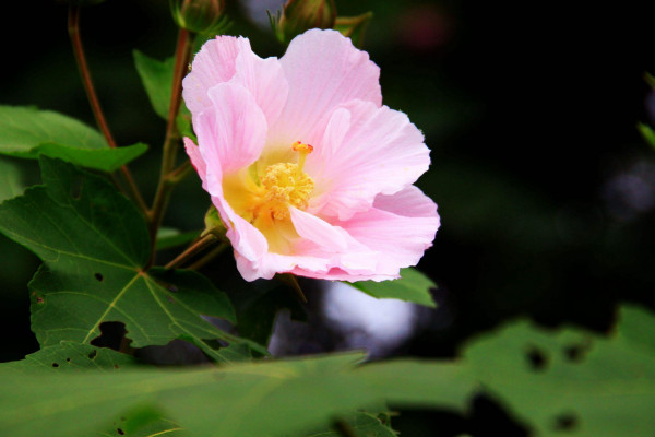 芙蓉是荷花嗎,隻有水芙蓉才是荷花