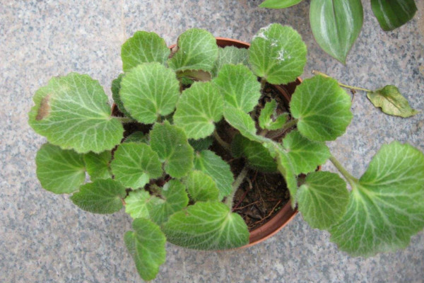 虎耳草怎麼養,使用富含機質的沙壤土養護