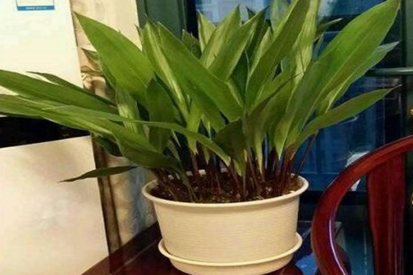 一葉蘭為什麼不長新葉,可能是因為光照、溫度不適導致
