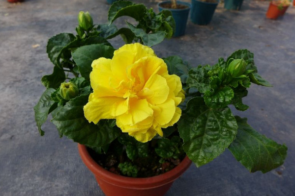 扶桑花葉子發黃怎麼辦,分析原因及時進行補救