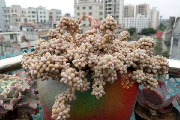 姬秋麗葉片發黃怎麼辦,適當遮陰並控製澆水