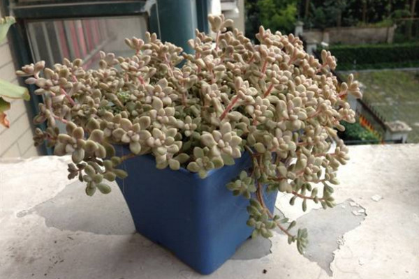 姬秋麗葉片發黃怎麼辦,適當遮陰並控製澆水