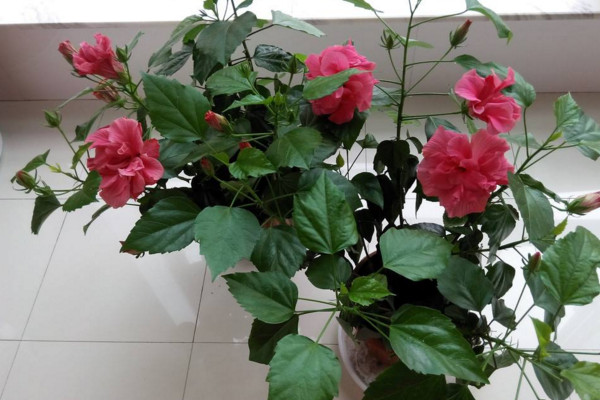 扶桑花冬天怎麼養,扶桑花安全越冬小技巧