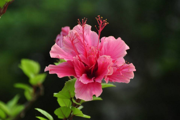扶桑花冬天怎麼養,扶桑花安全越冬小技巧