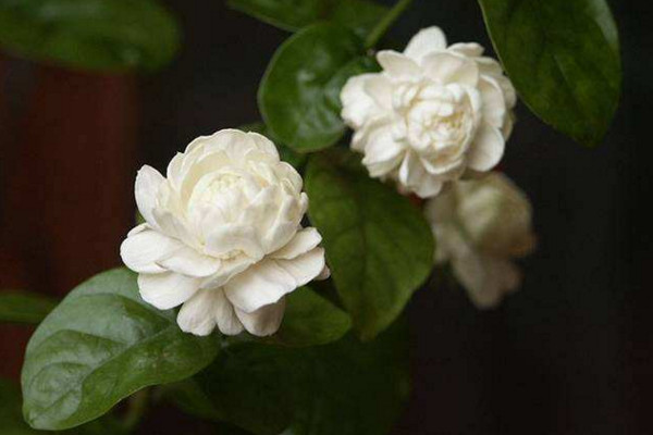 虎頭茉莉什麼時候開花,其花期在每年的5~8月份