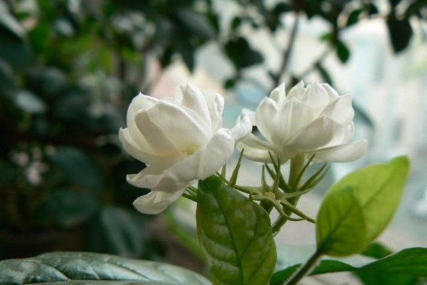虎頭茉莉什麼時候開花,其花期在每年的5~8月份