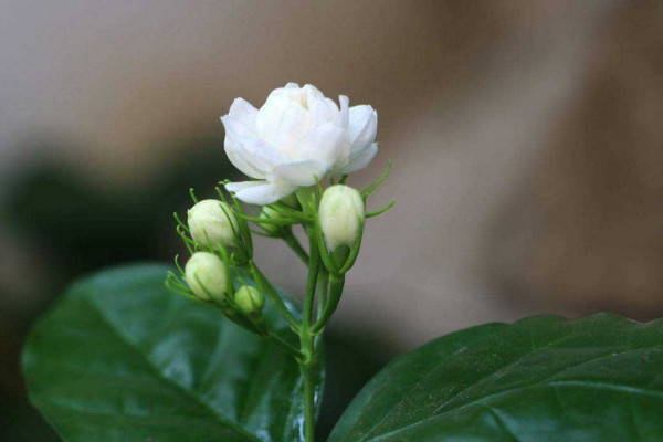 虎頭茉莉什麼時候開花,其花期在每年的5~8月份
