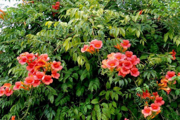 淩霄花葉子發黃怎麼辦，4種原因以及解決方法