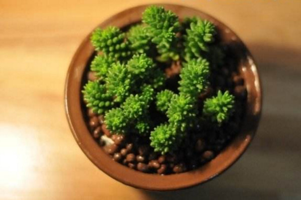 玉米石的養殖方法,掌握以下5點才是關鍵