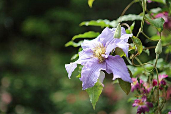 鐵線蓮種植與養護,4步即可完成植株的種植