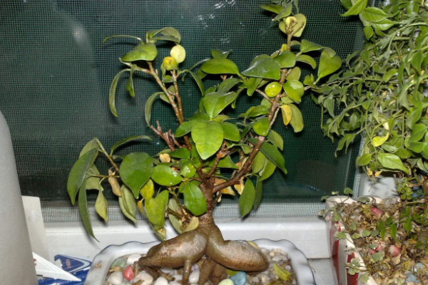 榕樹葉子發黃落葉怎麼辦,增光/控水/修剪/殺蟲