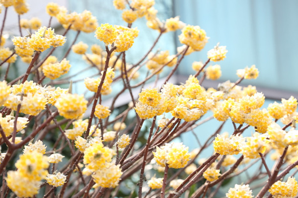 結香花怎麼繁殖,主要有播種、扡插、分株三種方法
