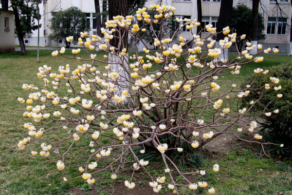 結香花怎麼繁殖,主要有播種、扡插、分株三種方法