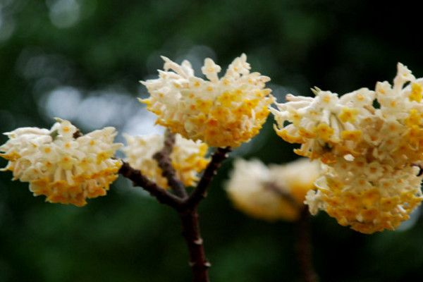 結香花怎麼繁殖,主要有播種、扡插、分株三種方法