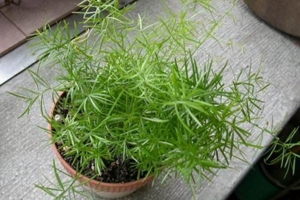 天門冬的養殖方法和注意事項,不可忽視的4大要點