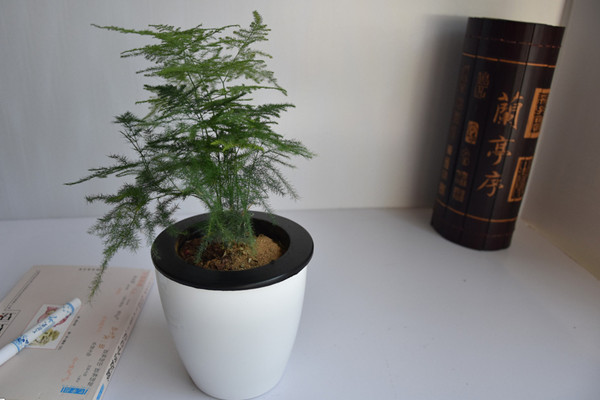 文竹冬天怎麼澆水，保持土壤偏幹燥即可