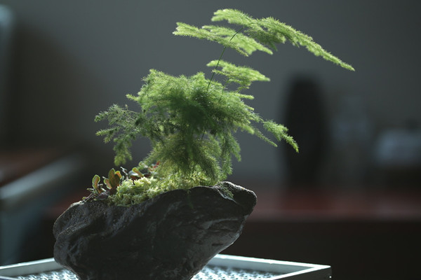 文竹冬天怎麼澆水，保持土壤偏幹燥即可