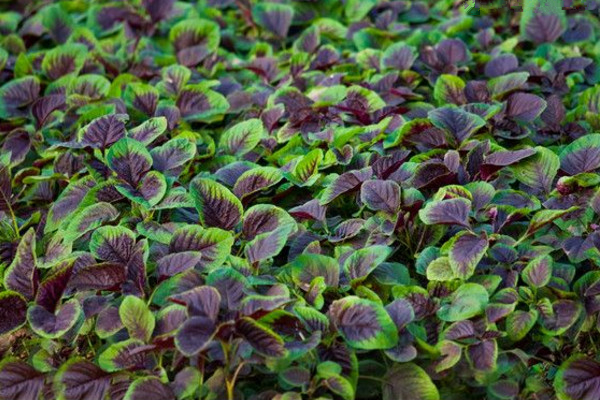 莧菜種植時間和方法,建議在每年的3~4月進行種植