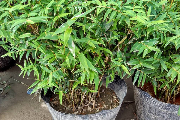 鳳尾竹多久澆一次水,不同季節澆水頻率不同
