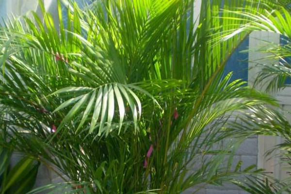 鳳尾竹多久澆一次水,不同季節澆水頻率不同