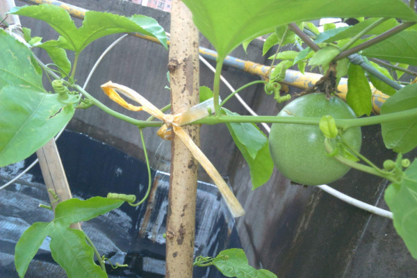 百香果樹苗如何種植,栽植在肥沃鬆軟的土壤中
