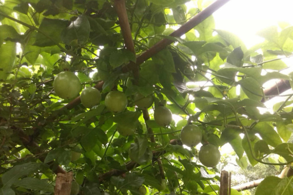 百香果樹苗如何種植,栽植在肥沃鬆軟的土壤中