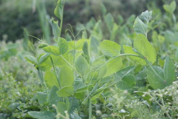 豌豆的種植方法和時間,春秋季種植成活率最高