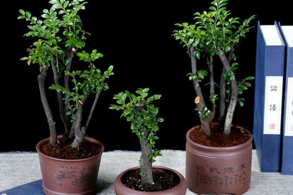 小葉紫檀盆景怎麼養,5步教你養好小葉紫檀