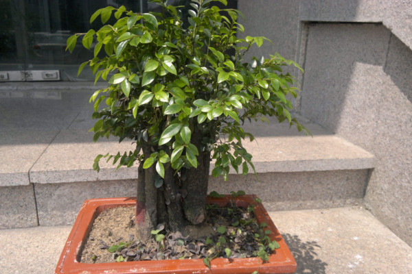 小葉紫檀盆景怎麼養,5步教你養好小葉紫檀