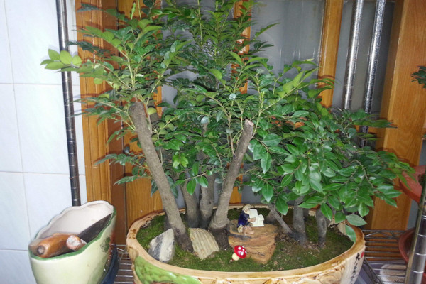 小葉紫檀盆景怎麼養,5步教你養好小葉紫檀
