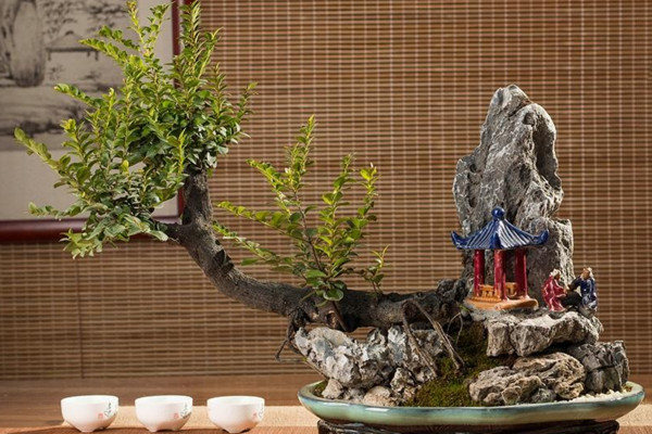 小葉紫檀盆景怎麼養,5步教你養好小葉紫檀