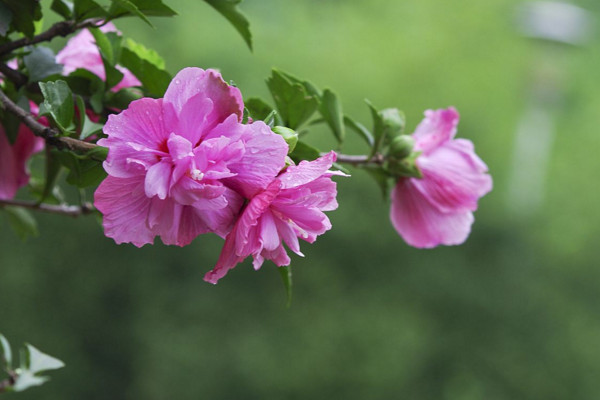 木槿花為什麼不開花,可能是光照不足、盆土不適導致