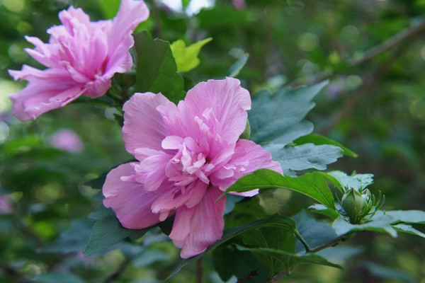 木槿花為什麼不開花,可能是光照不足、盆土不適導致